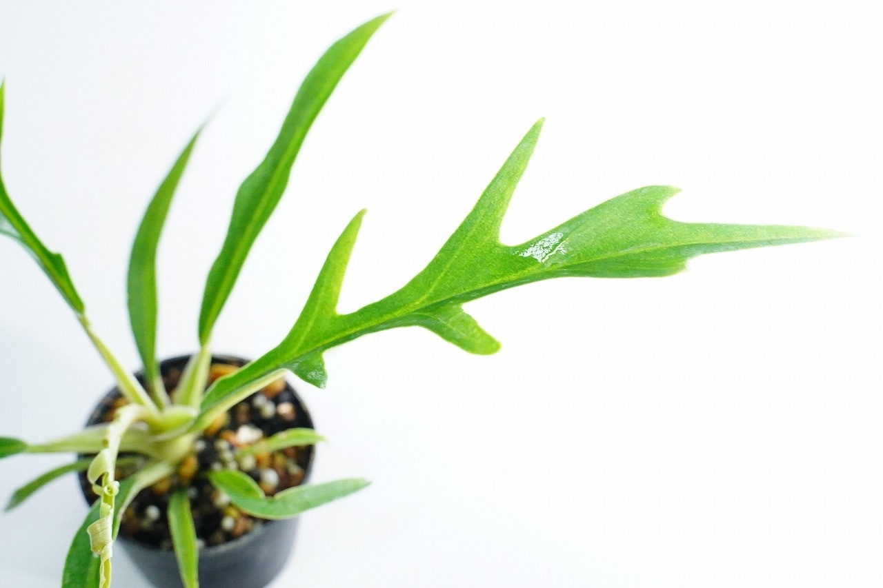 フィロデンドロン トータム｜ピクタ公式通販