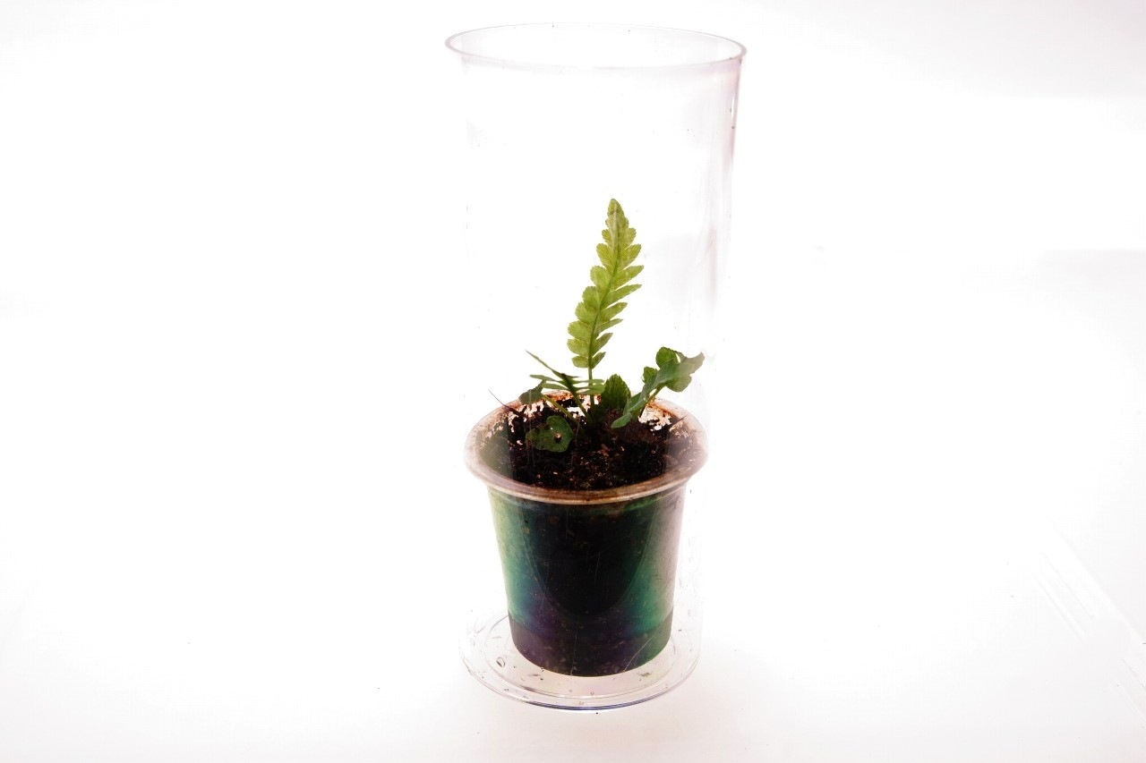 ブレクナム オブツサタム オブツサタム｜ピクタ公式通販