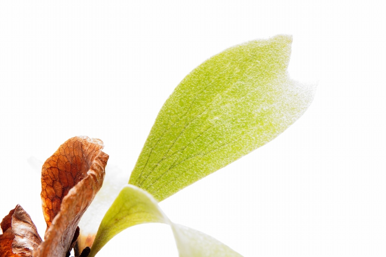 ビカクシダ アルシコルネ｜ピクタ公式通販