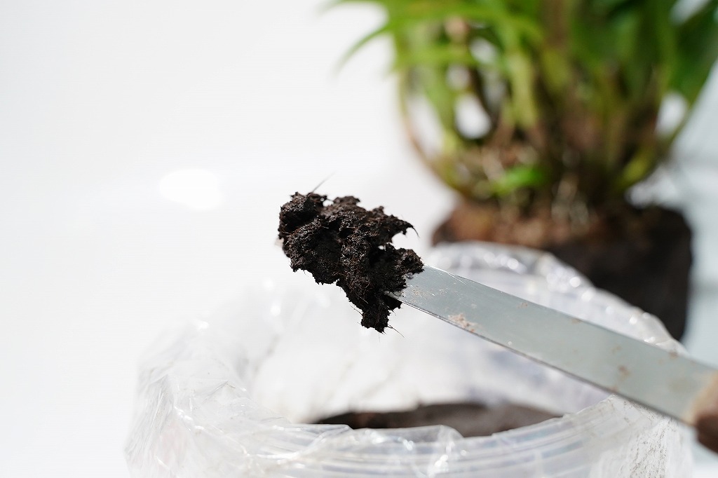 固まる君｜ピクタ公式通販