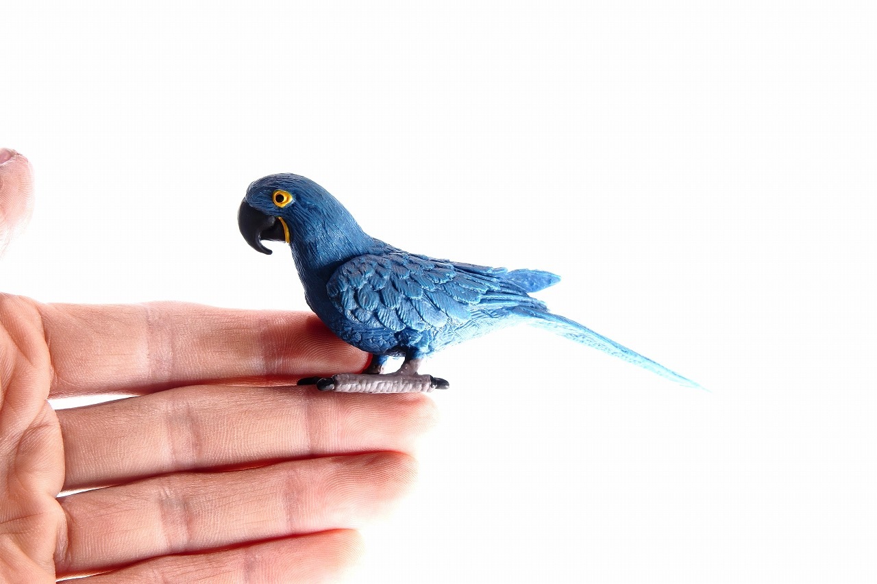 スミレコンゴウインコ ｜ピクタ公式通販