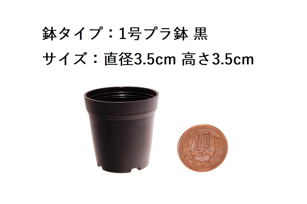 ホマロメナ オクルタ｜ピクタ公式通販