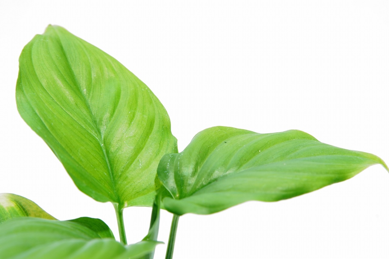 ホマロメナ オクルタ｜ピクタ公式通販