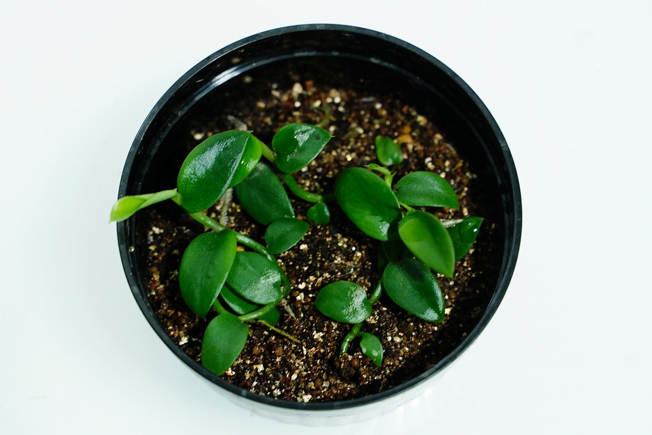 ラフィドフォラ ハイ｜ピクタ公式通販