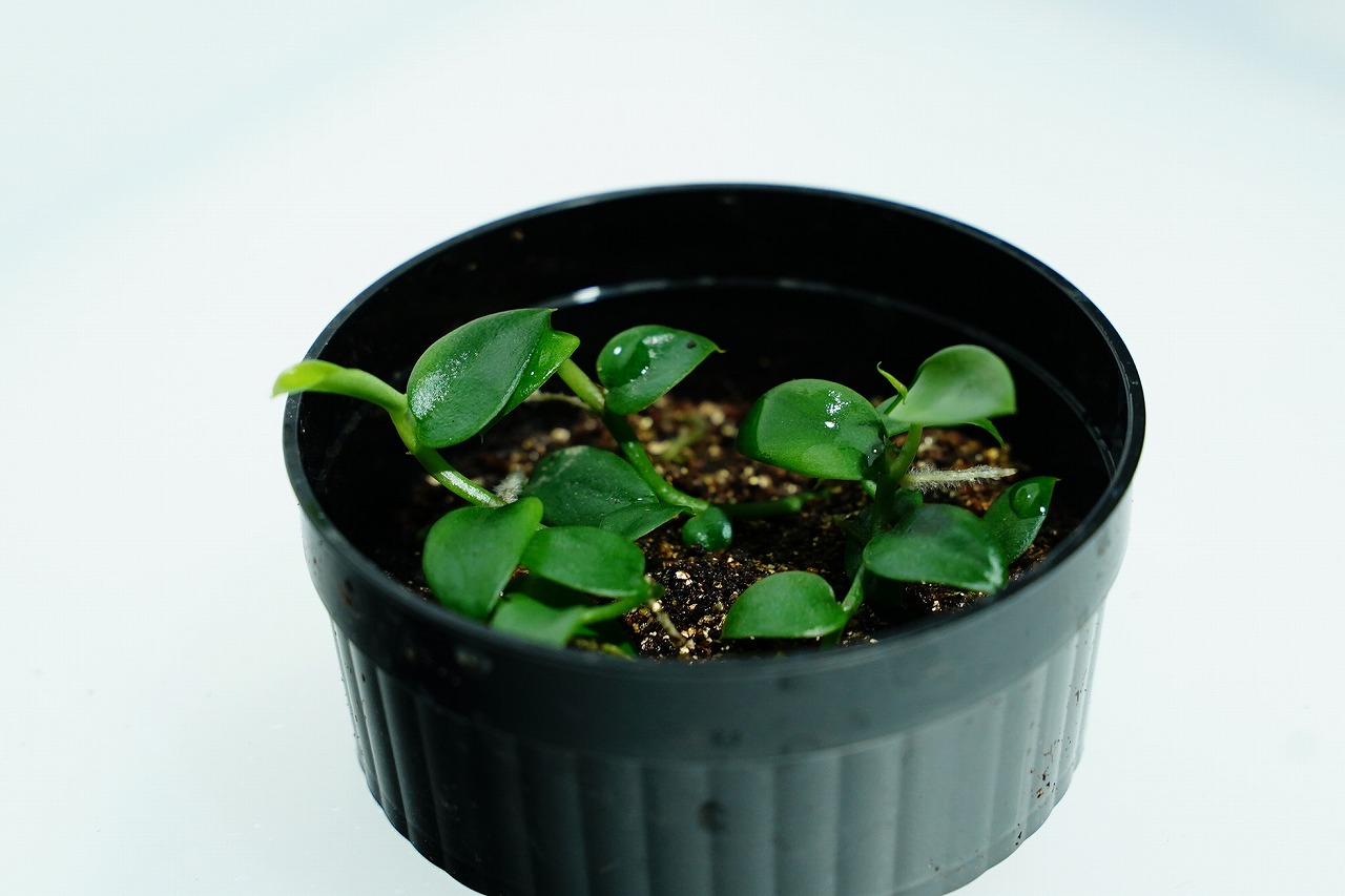 ラフィドフォラ ハイ｜ピクタ公式通販