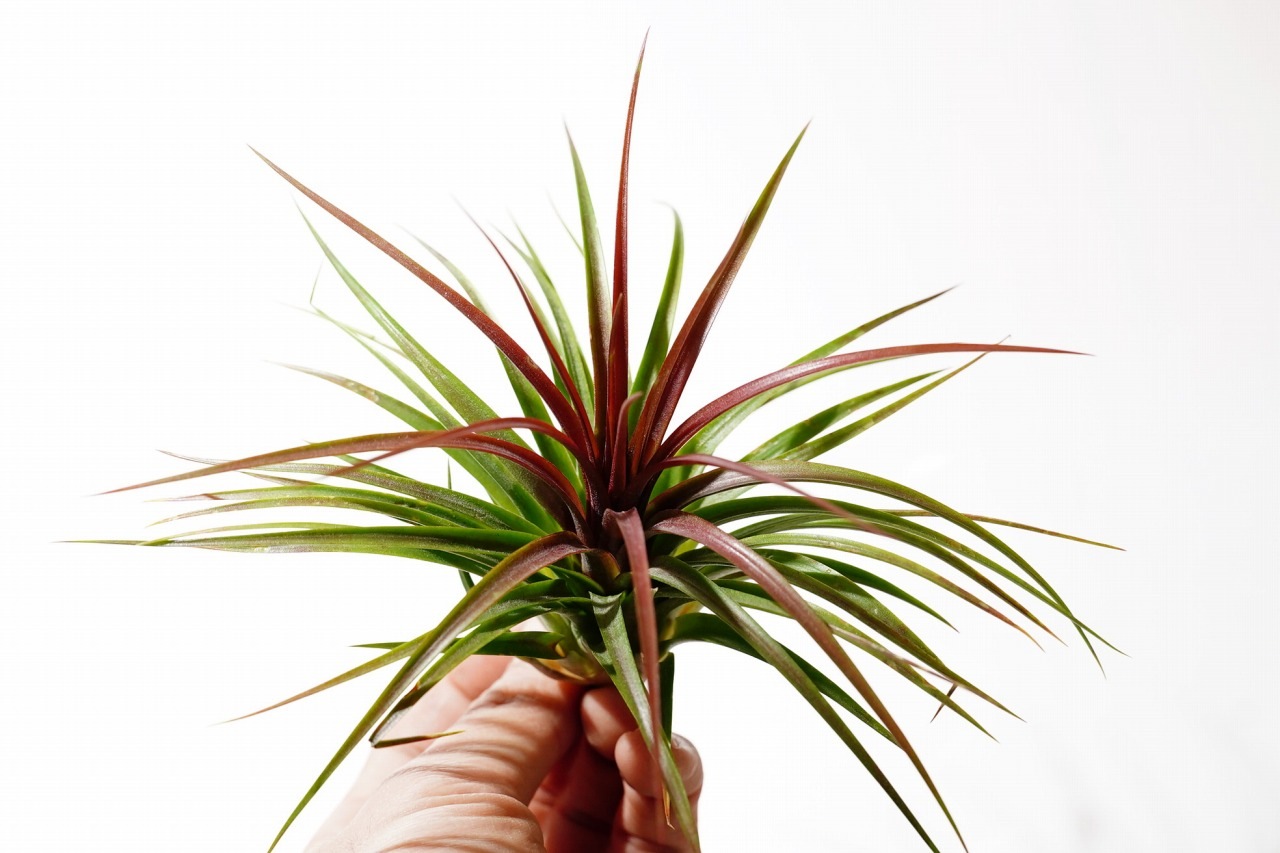 レインフォレスト レッド｜ピクタ公式通販