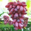 爽やかな甘みと歯ごたえ「マニキュアフィンガー」 3kg(極上大房3〜4房)