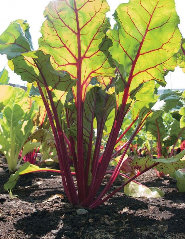 レッドルバーブ Greenshop 野菜苗 園芸用品 ガーデニング用品の通販販売 改良園