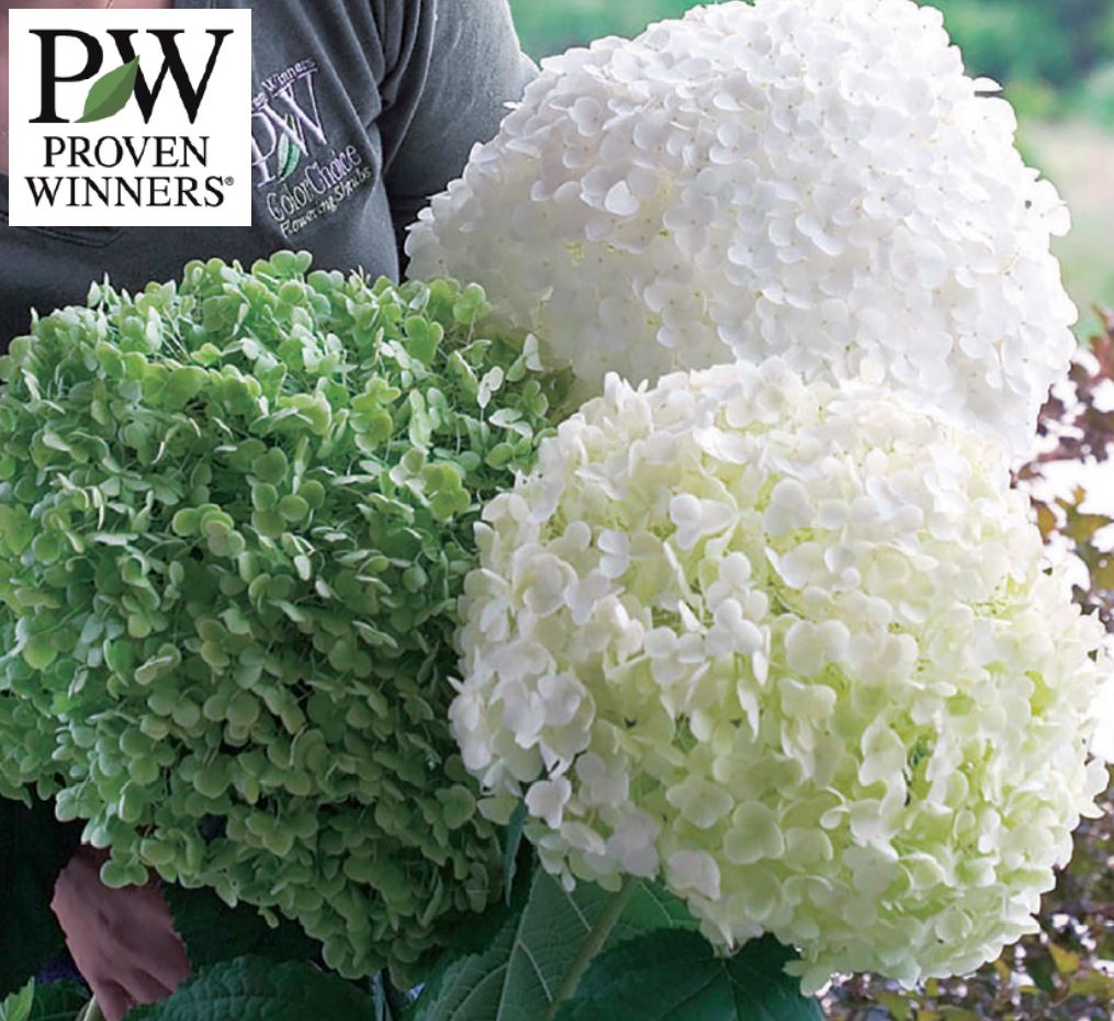 アメリカアジサイ アナベルジャンボ Pvp Greenshop 花木 庭園樹 園芸用品 ガーデニング用品の通販販売 改良園