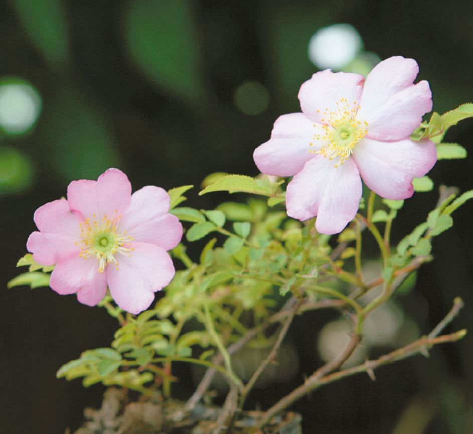 一才四季咲き サンショウバラ Greenshop 花木 庭園樹 園芸用品 ガーデニング用品の通販販売 改良園 一才四季咲き サンショウバラ Greenshop 花木 庭園樹 園芸用品 ガーデニング用品の通販販売 改良園