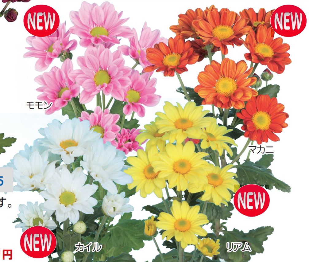 9月咲きスプレー菊 4種 Greenshop 宿根草 園芸用品 ガーデニング用品の通販販売 改良園 9月咲きスプレー菊 4種 Greenshop 宿根草 園芸用品 ガーデニング用品の通販販売 改良園