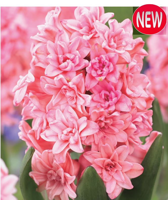 ヒヤシンス スプリングビューティー お花やさん 秋植え球根 園芸用品 ガーデニング用品の通販販売 改良園