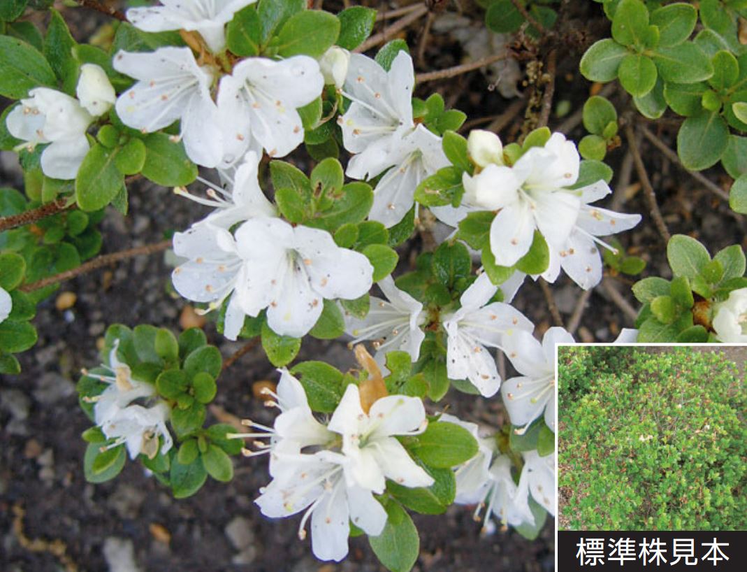 希少ツツジ ミヤマキリシマ・満月 花芽たっぷりボリューム株 株元の太