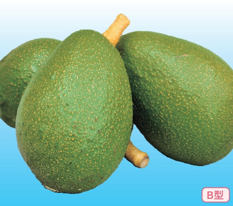 アボカド メキシコーラ 特大苗木 着花実績あり 【公式通販】