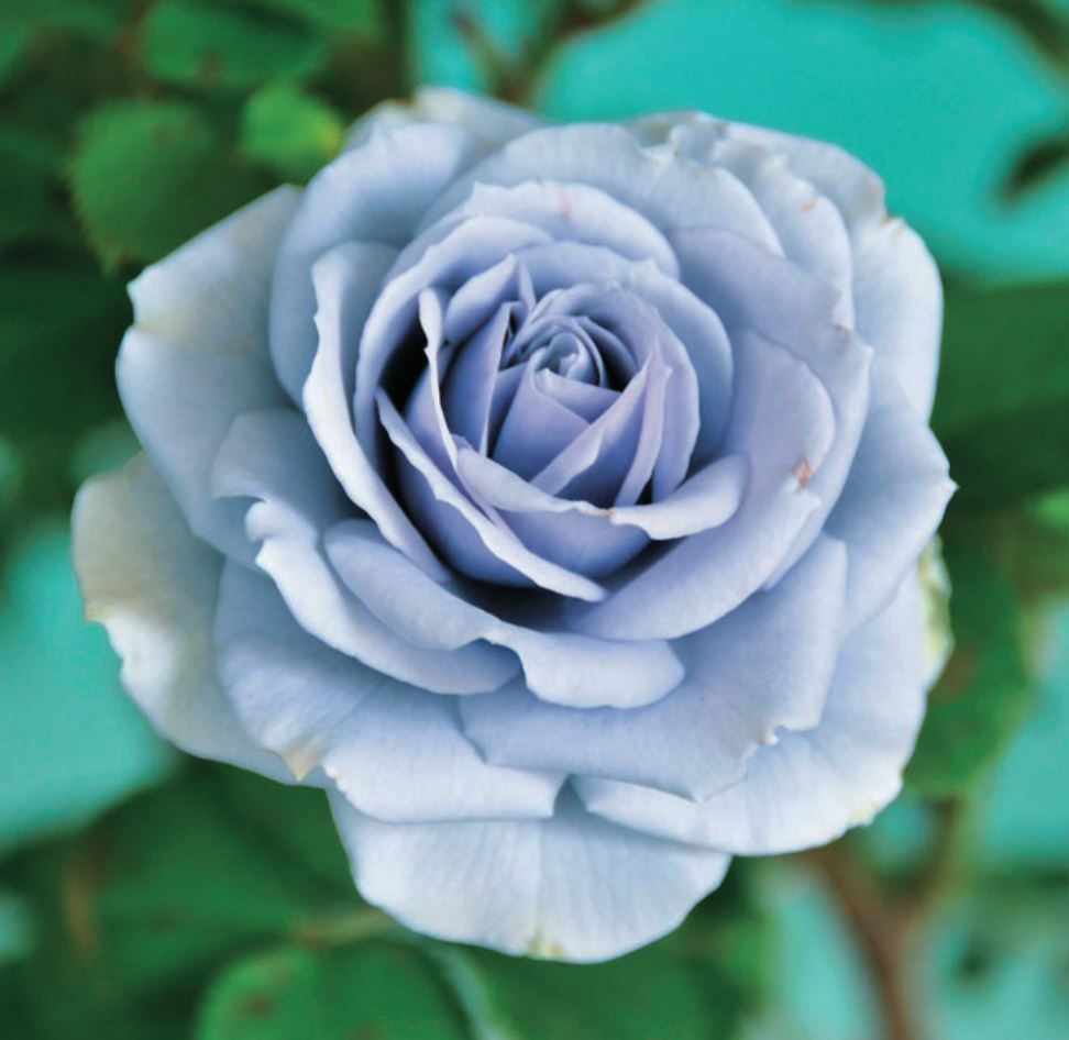 青い薔薇 様@AF & KC & IW Blue薔薇様 青い薔薇 様@AF & KC & IW fit=scale-down,w=1200