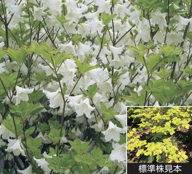 シロヤシオツツジ/特大株【現品発送】管理60823 【公式通販】