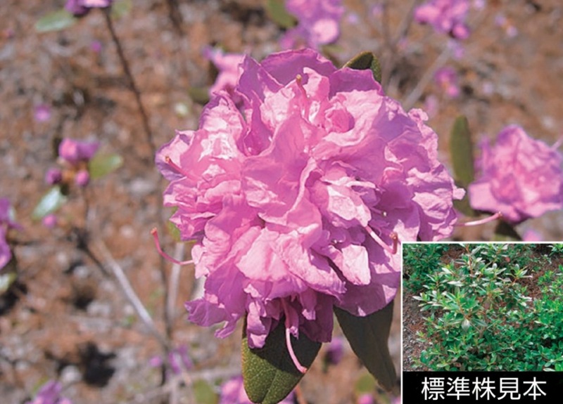 希少・白花 エゾムラサキツツジ 大株 【送料無料】