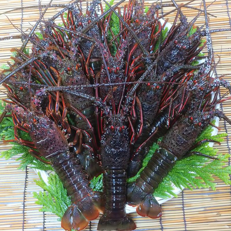 漁協直送】房州産天然伊勢海老2kg（7～13尾）｜ありがとねっと