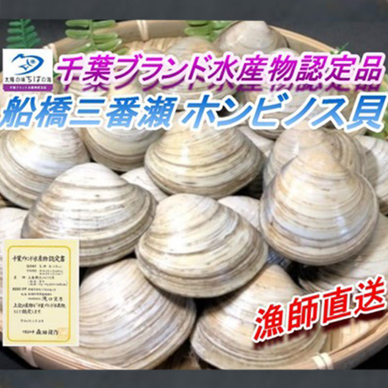 ホンビノス 江戸前 天然ホンビノス貝 千葉ブランド認定サイズ 船橋三番瀬産の通販 By 歌恵丸 ラクマ りのお