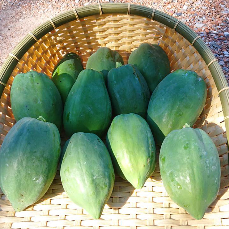 青パパイヤ 5キロ 500g 10 ありがとねっと 千葉県特産物ネットショップ