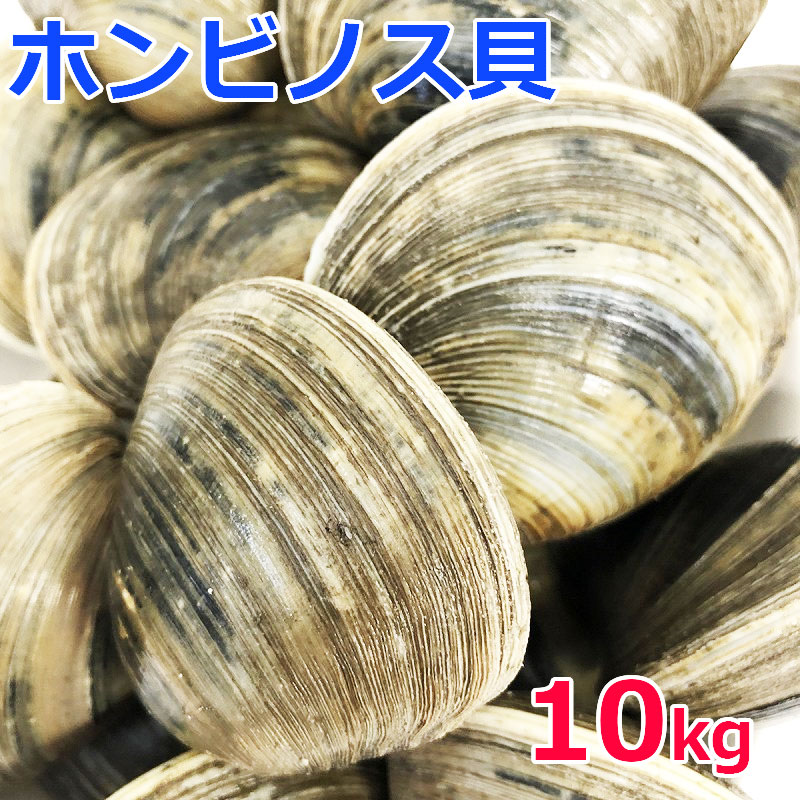 漁師直送 通常便 活ホンビノス貝 15kg ありがとねっと 千葉県特産物ネットショップ 漁師直送 通常便 活ホンビノス貝 15kg ありがとねっと 千葉県特産物ネットショップ