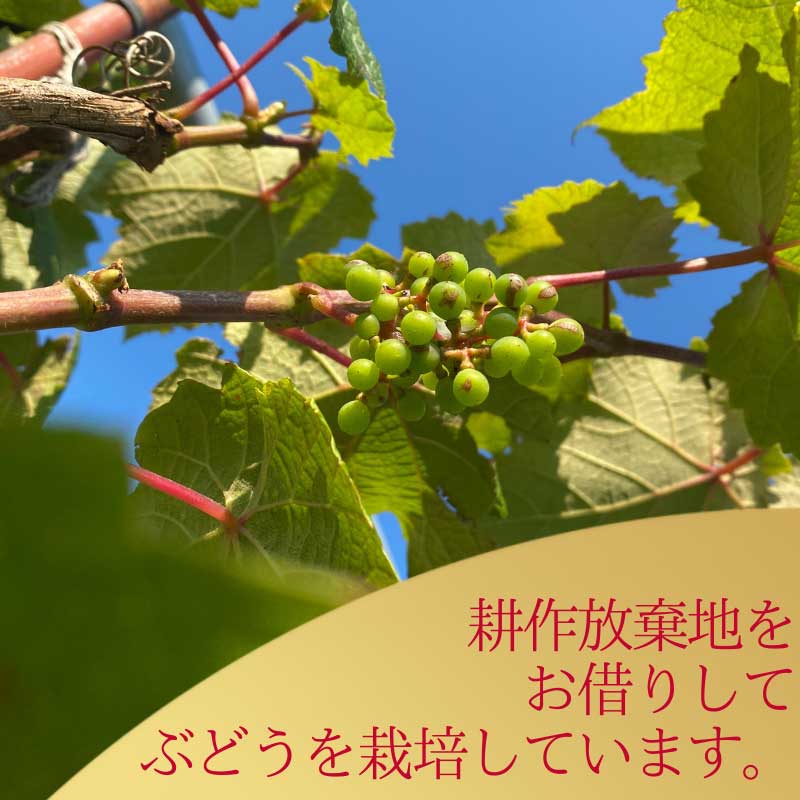 株式会社船越ワイナリー