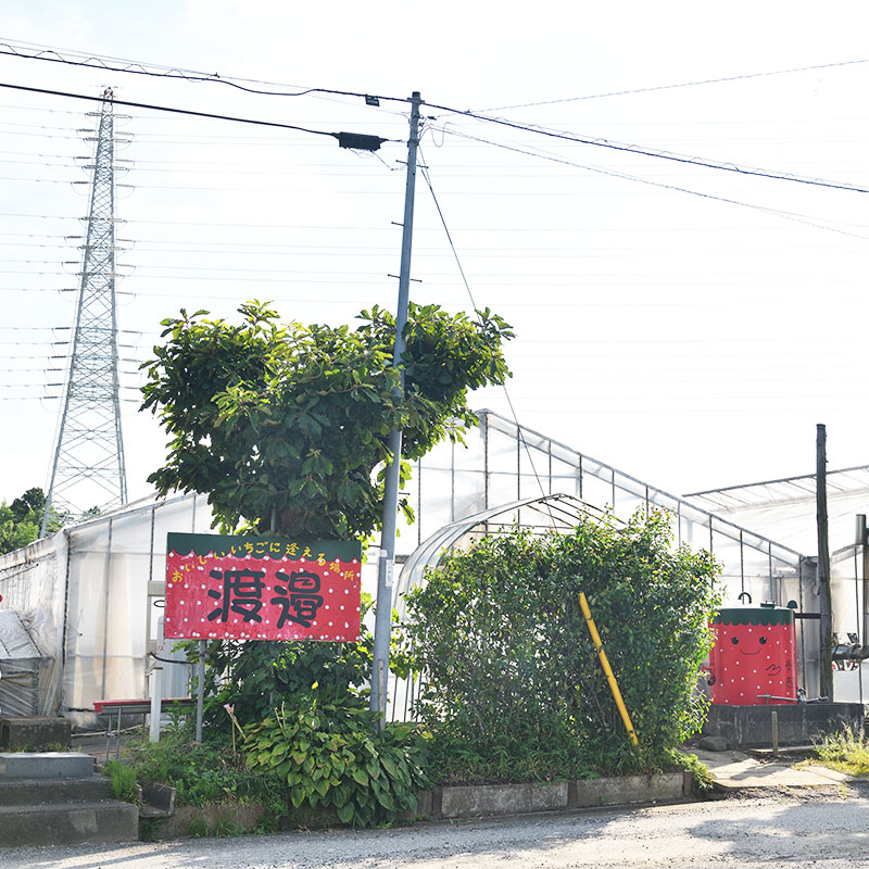 渡邉いちご園