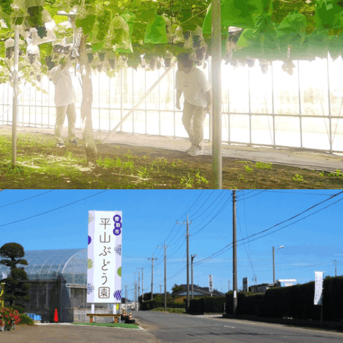 平山ぶどう園
