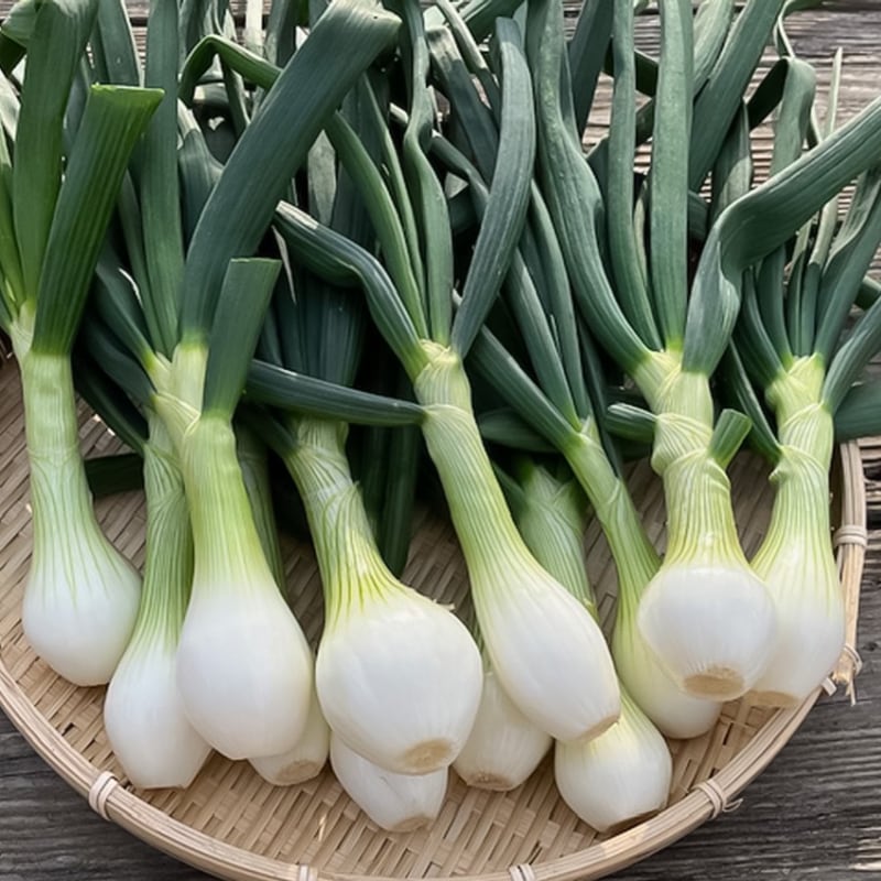 2025年分販売終了】新鮮！ 朝採れの葉玉ねぎ（9本）｜ありがと