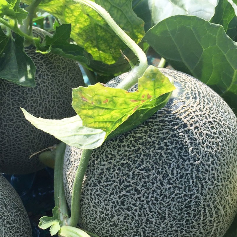 2025年分販売終了】【糖度15度以上】イイオカタカミメロン 3玉入（4L