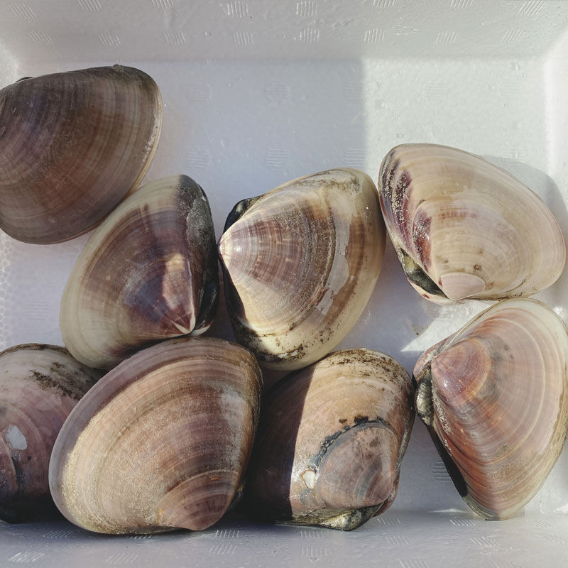 九十九里 地はまぐり 1kg ありがとねっと 千葉県特産物ネットショップ