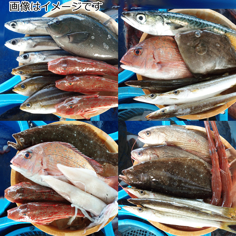 漁協直送】旬の鮮魚詰合せ（2～3人用）｜ありがとねっと｜千葉県特産物ネットショップ