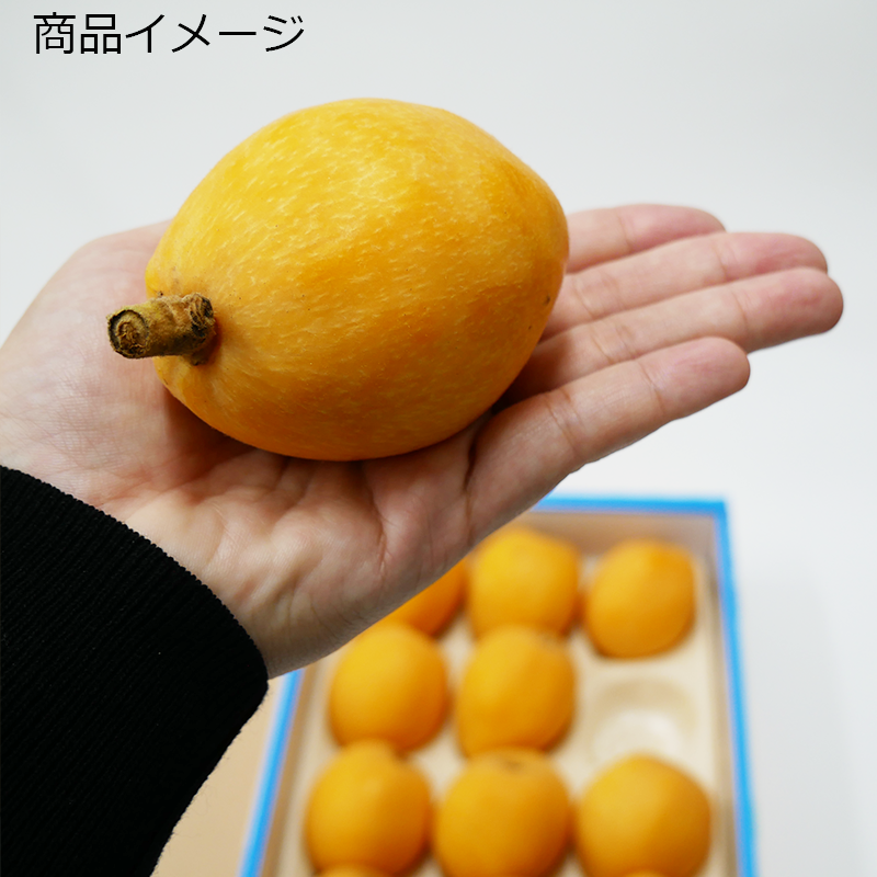 2025年分販売終了】千葉県特産「房州びわ」4Lサイズ 12個入り 2025年分販売終了】千葉県特産「房州びわ」4Lサイズ 12個入り