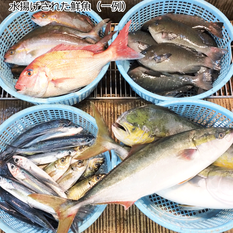 農林漁業中央金庫史　4巻セット　沖縄 山陰日本海高級魚セット 4人前 | 鳥取県琴浦町 | ふるさと納税