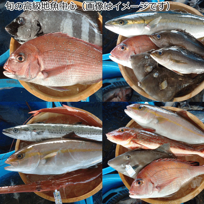 漁協直送】旬の鮮魚（4～6人用）orお任せ高級魚詰合せ｜ありがと
