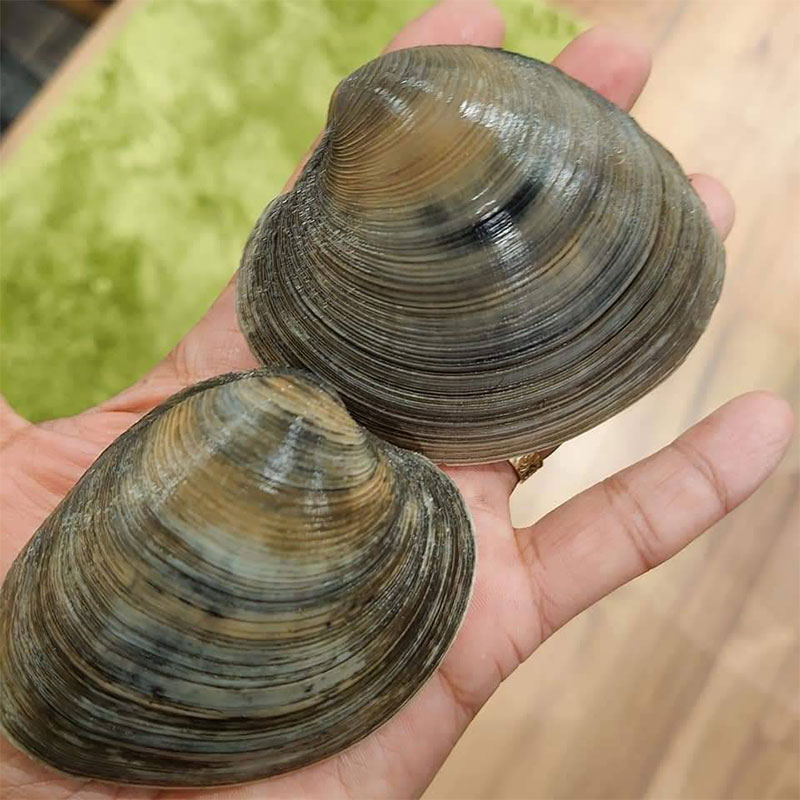 市場 千葉県産活ホンビノス貝l3kg 14 18粒程度 大アサリ バーベキュー