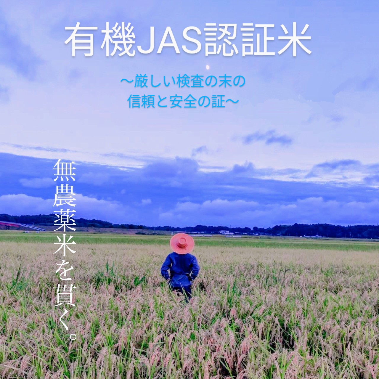 広島県龍頭山麓 ひとめぼれ 令和6年産玄米20kg 有機肥料 有機栽培玄米 ひとめぼれ 5kg(令和6年産 新米)[ミトク]｜ミトク