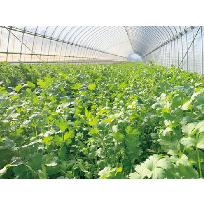 ハマること間違いなし 有機肥料の香り高いパクチー 500g ありがとねっと 千葉県特産物ネットショップ