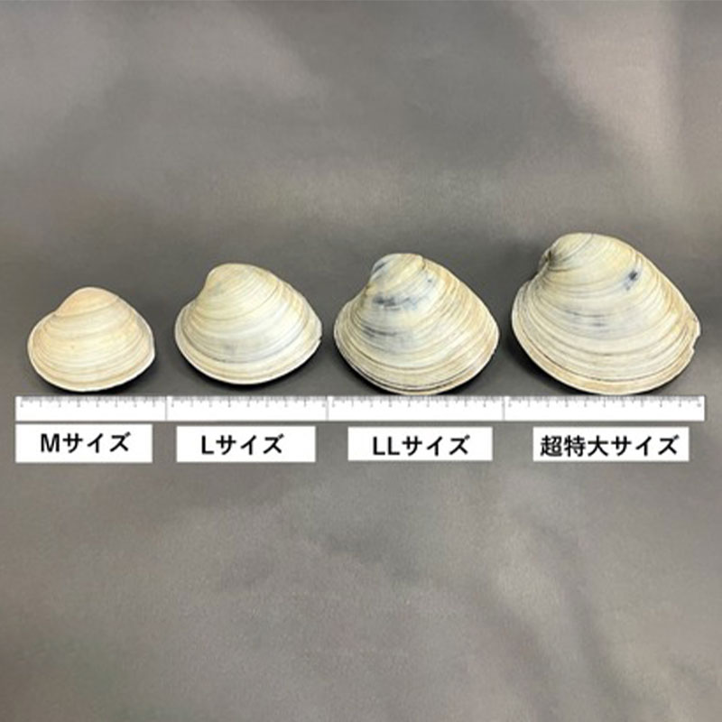 訳アリ ホンビノス貝3kg Llサイズ 規格外 1個160ｇ 2ｇ 3kg14 17個位 かんたんレシピ 付き ありがとねっと 千葉県特産物ネットショップ