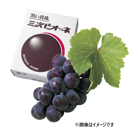 ◆【8月23日より順次発送】【産地取り寄せ商品】【期間限定販売】三次ピオーネ 無地 約２kg（４-5房入）三次ピオーネ生産組合(送料別）