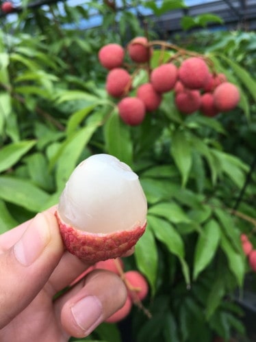 【産地取り寄せ商品】土佐のライチ 化粧箱入り Lサイズ 12玉 (ユニオン)（送料別）(n)