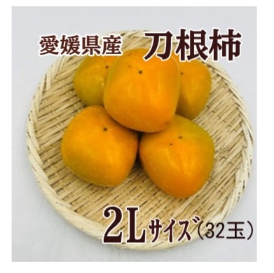 ◆【産地取り寄せ商品】【予約販売】※9月24日より順次発送開始 愛媛県産 刀根柿 2Lサイズ 32玉 (フジアグリフーズ)(n)