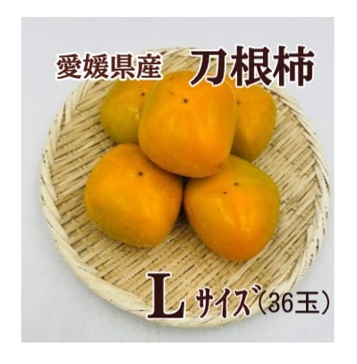 ◆【産地取り寄せ商品】【予約販売】※9月24日より順次発送開始 愛媛県産 刀根柿 Lサイズ 36玉 (フジアグリフーズ)(n)