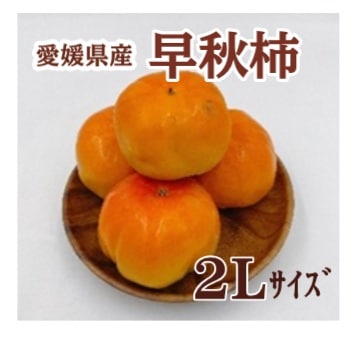 ◆【産地取り寄せ商品】※9月24日より順次発送開始 愛媛県産 早秋柿 2Lサイズ (フジアグリフーズ)(n)