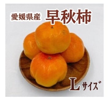 ◆【産地取り寄せ商品】※9月24日より順次発送開始 愛媛県産 早秋柿 Lサイズ (フジアグリフーズ)(n)