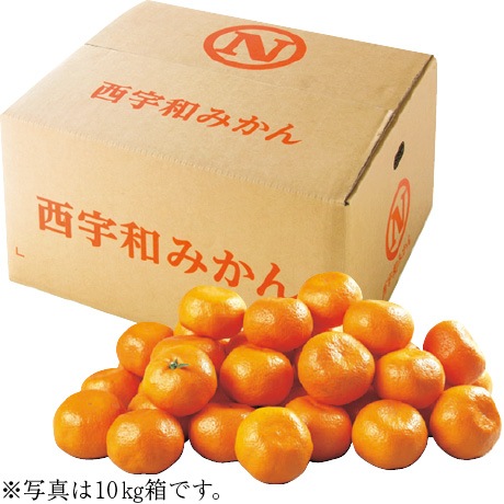 【店頭決済】愛媛県産（JAにしうわ川上共選） 西宇和みかん M～L・5kg