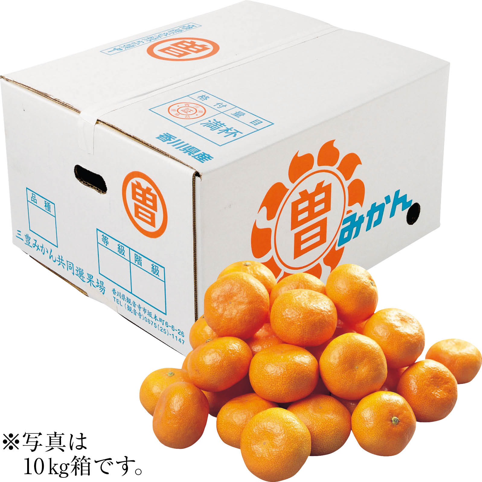 【ネット決済】香川県産 曽保みかん M~L・10kg