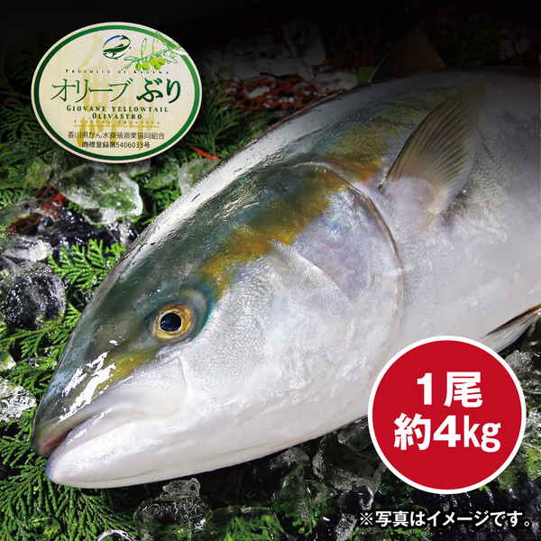 【ネット決済】香川県産 「オリーブぶり」  活〆ぶり（養殖）「頭つきで内臓取り」