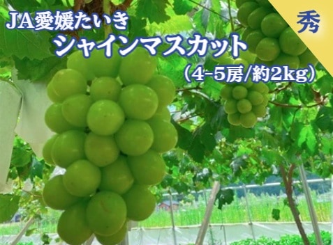 【限定クーポン対象商品】◆【産地取り寄せ商品】シャインマスカット 秀品 4-5房（約2.0ｋｇ）ＪＡ愛媛たいき(フジアグリフ－ズ)（送料別）