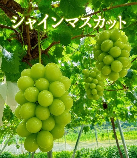 ◆【産地取り寄せ商品】【予約販売】※8月20日より順次発送開始 シャインマスカット 無地 2房(約800g)JA愛媛たいき(フジアグリフ-ズ)(送料別)